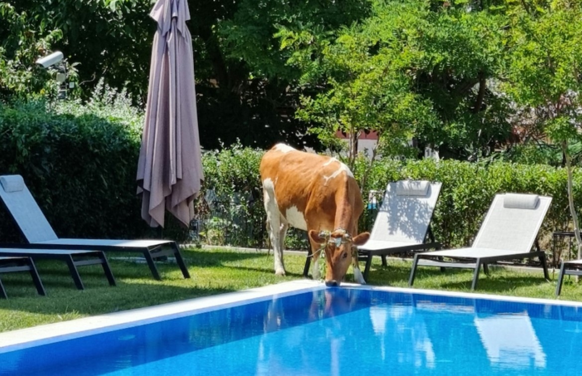 Крави "нападат" басейните в Слънчев бряг, където ходят на водопой,